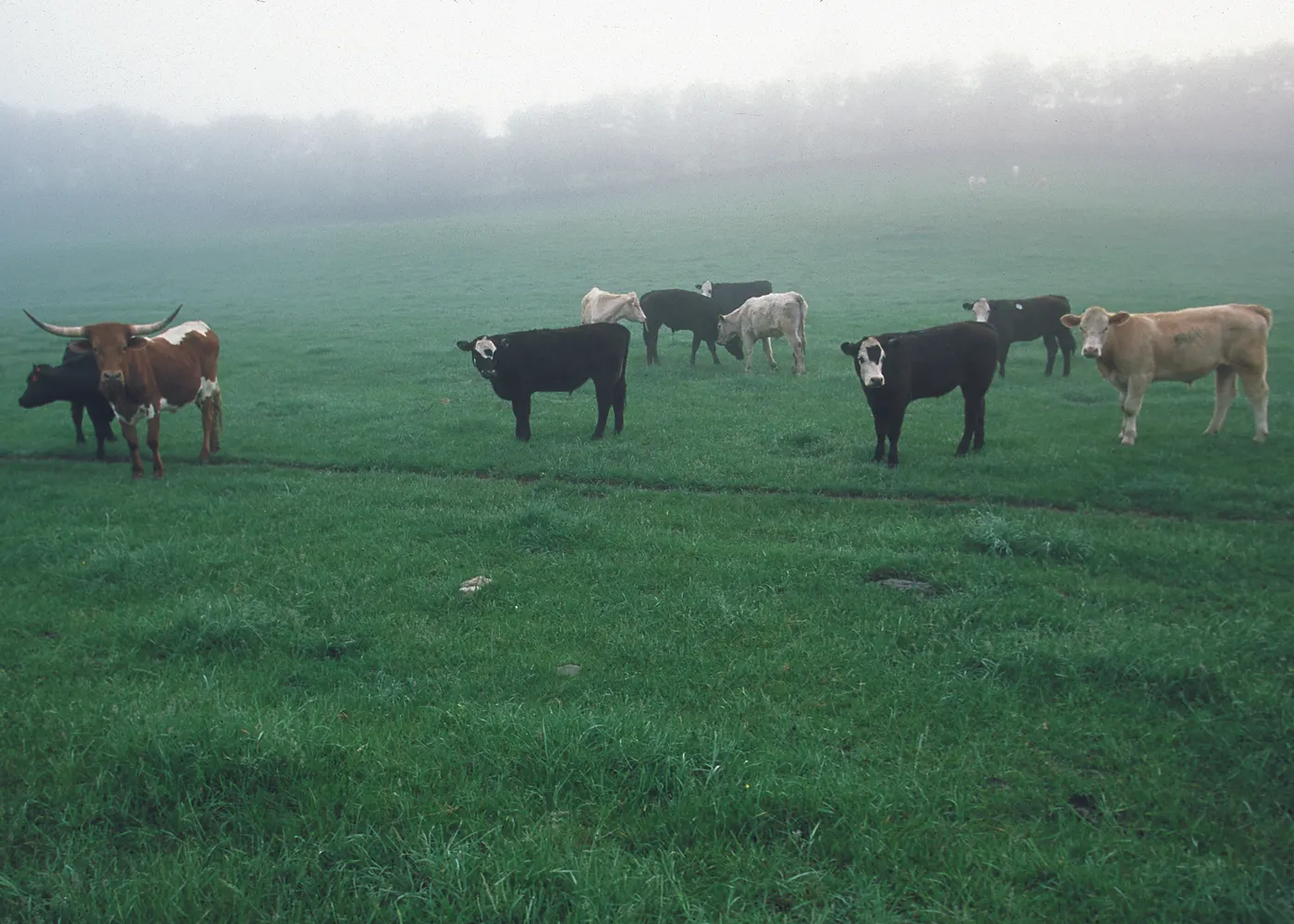 Cattle grazing a green pasture in morning fog, with trees behind